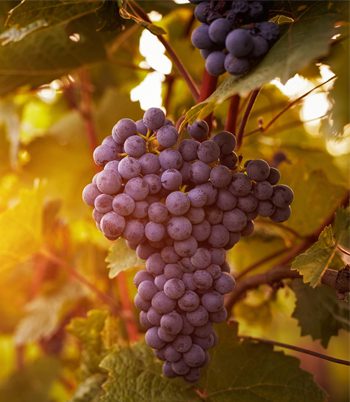Ripe wine grapes hanging on a vine, ready for harvest